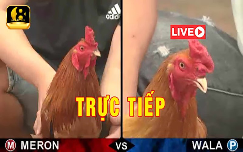 Đá gà hôm nay trực tuyến: cách xem và link theo dõi uy tín 3 Lưu ý khi xem đá gà trực tuyến