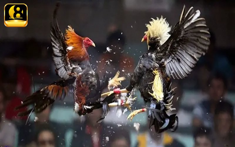 Đá gà hôm nay trực tuyến: cách xem và link theo dõi uy tín 2 Theo dõi trận đấu đá gà hôm nay