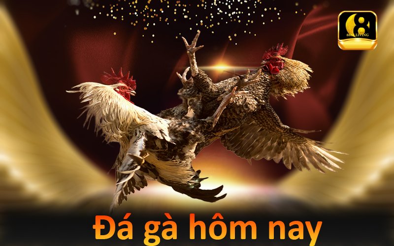 Đá gà hôm nay trực tuyến: cách xem và link theo dõi uy tín 1 Xem đá gà hôm nay